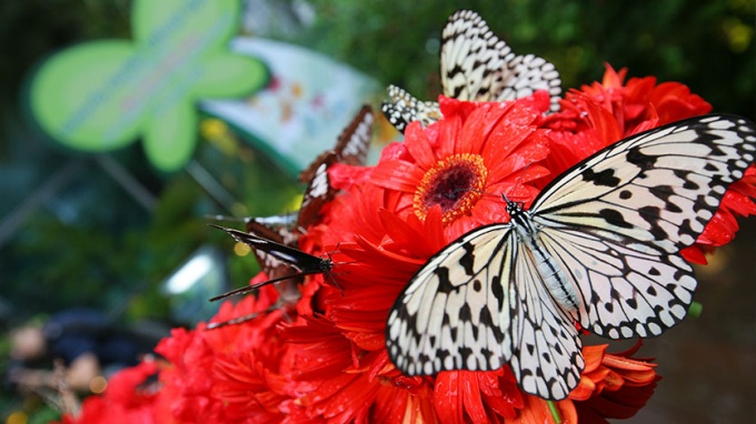 나방과 나비, 곤충, 꽃가루 매개자, 야외, 무척추 동물, 동물, 나비, 레드, 꽃