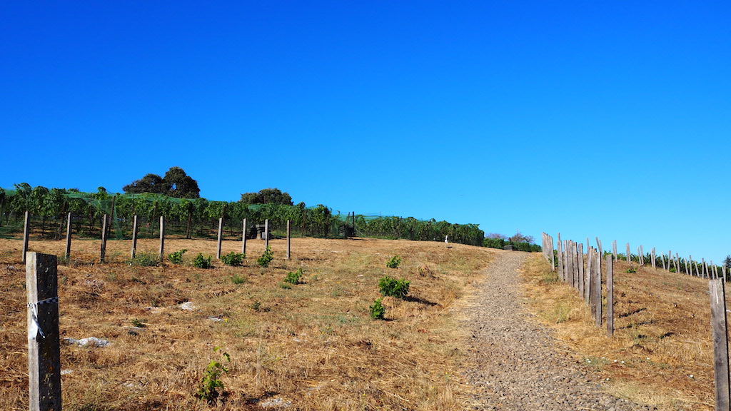 a fenced off field with a dirt road and trees in the background