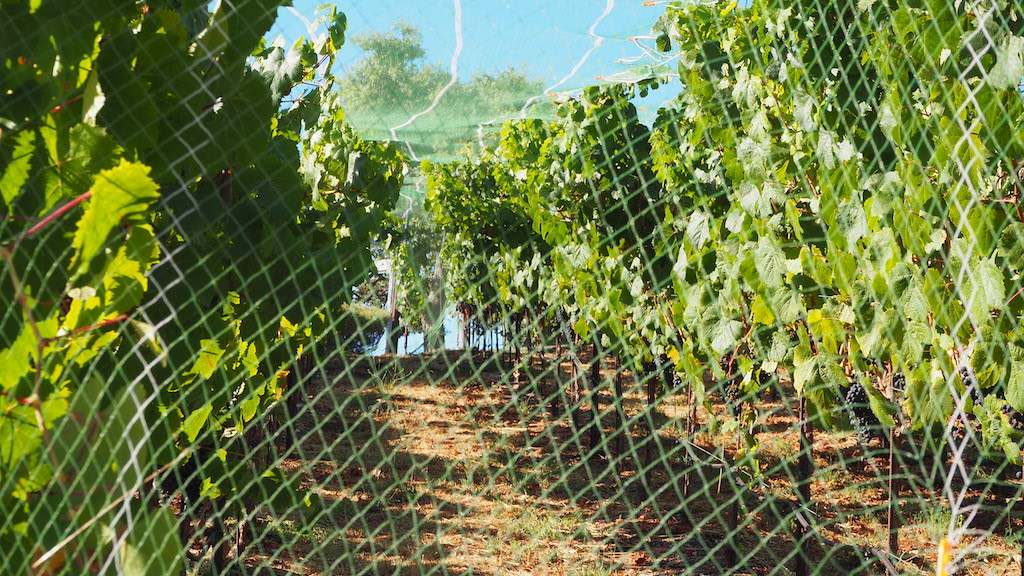 a fenced in field with plants