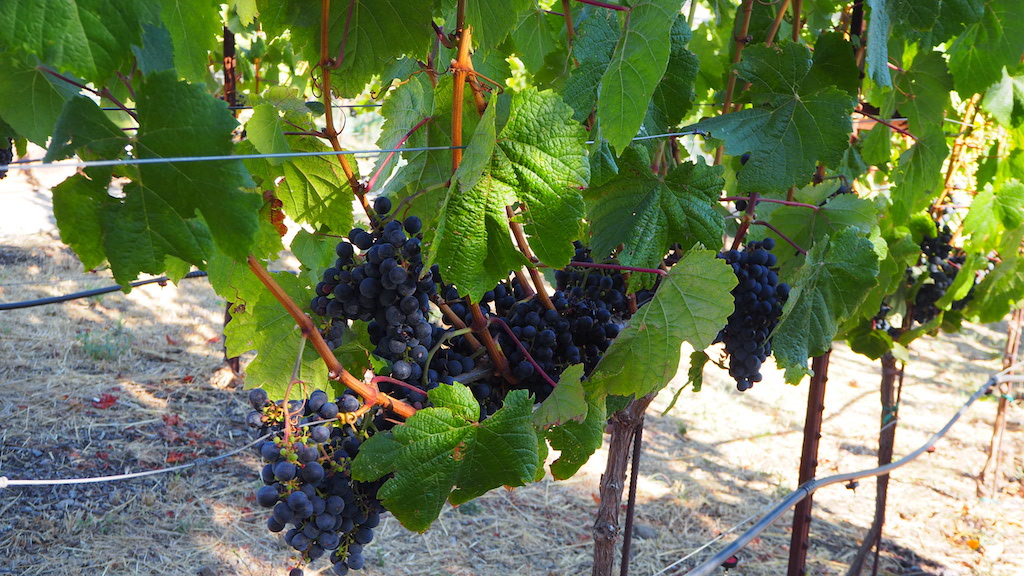 a bunch of grapes growing on a vine