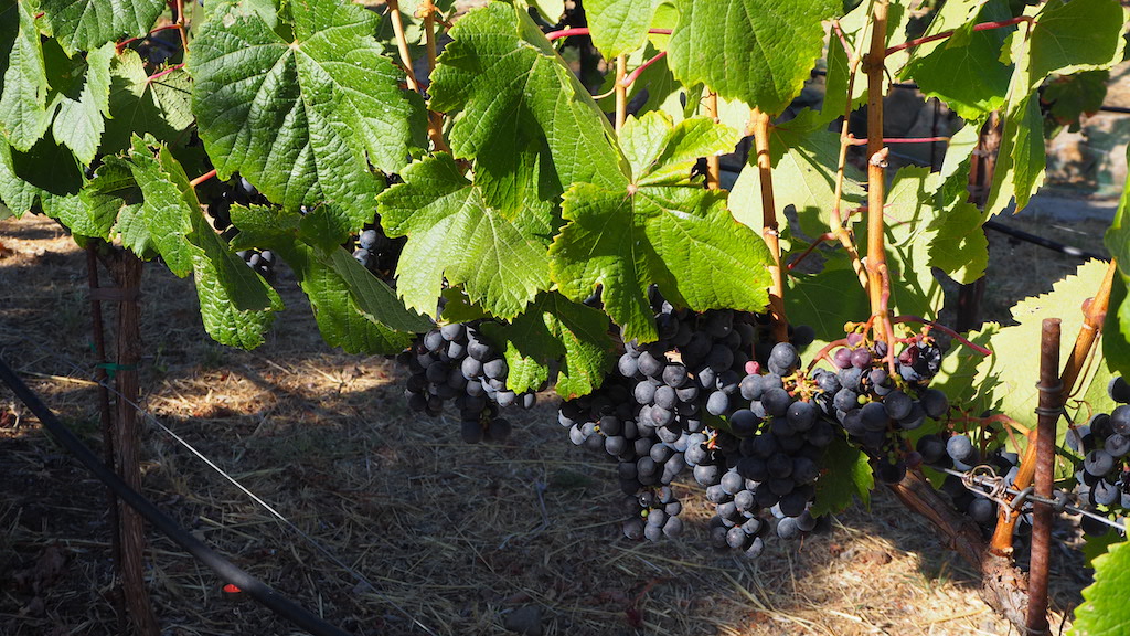 a bunch of grapes growing on a vine