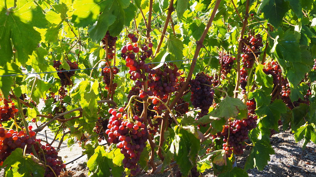 a bunch of red berries on a tree