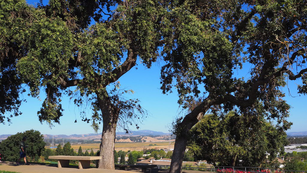 a tree in a park