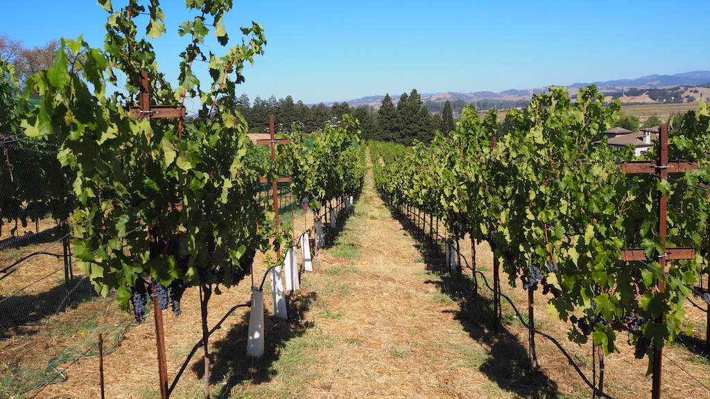 rows of grape vines