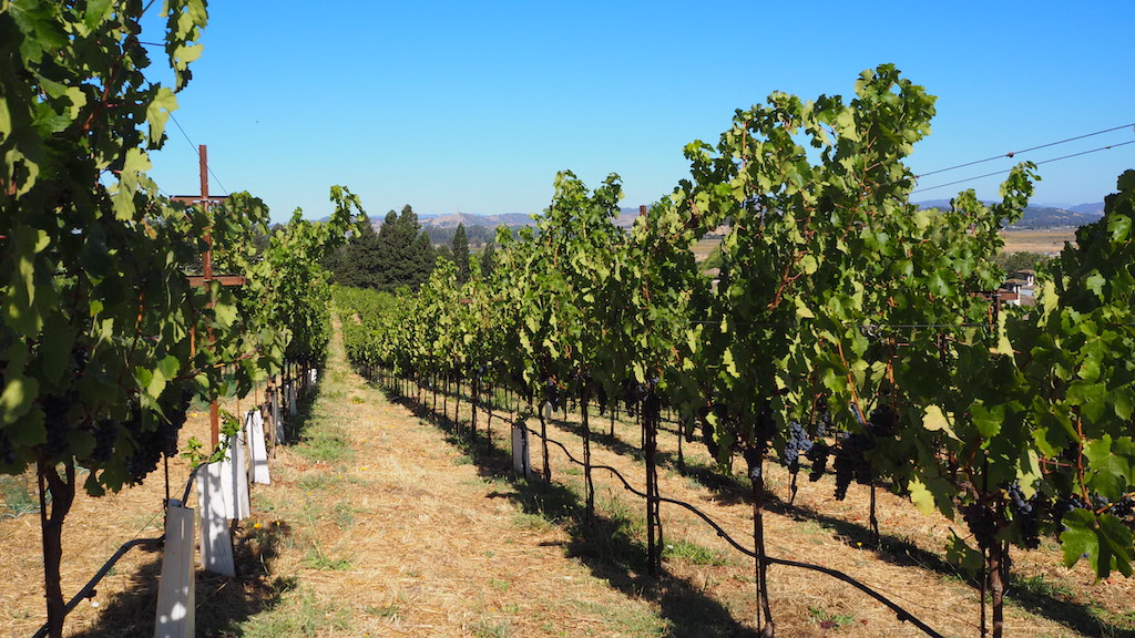 rows of grape vines