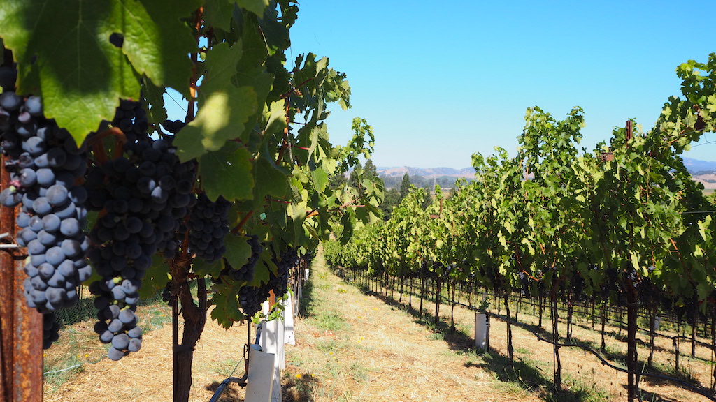 rows of grapes on a vine