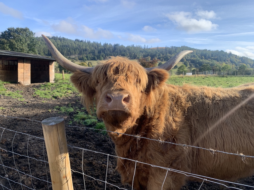 a brown cow with horns