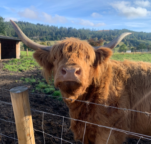 a yak behind a fence