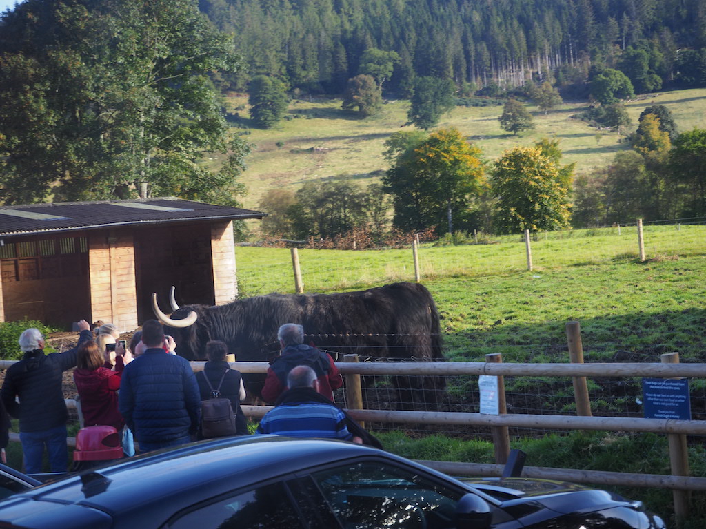 a group of people looking at a horse and carriage