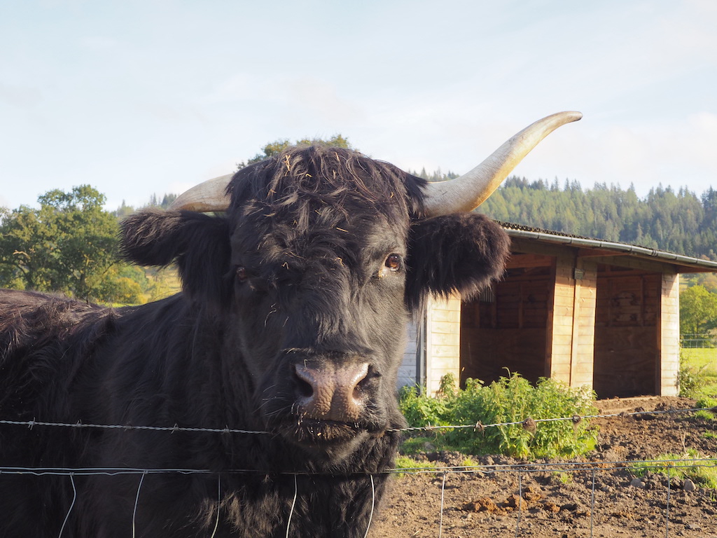 a cow with horns