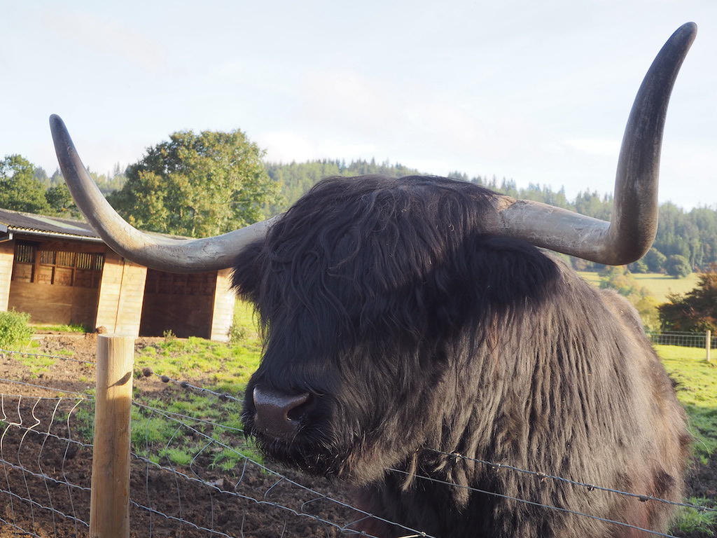 a black animal with horns