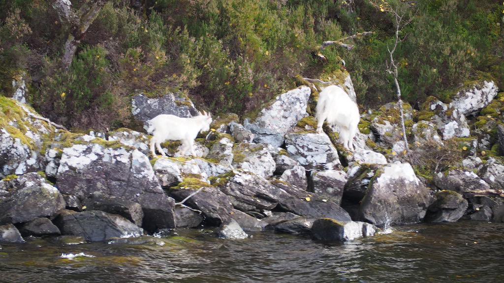 a couple of white goats on rocks by a river