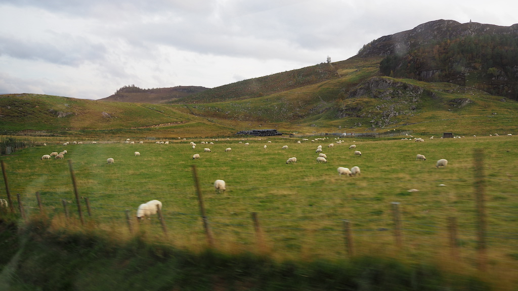 a group of sheep grazing in a field