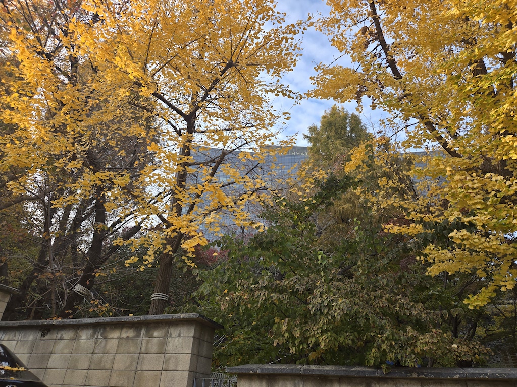 a group of trees with yellow leaves