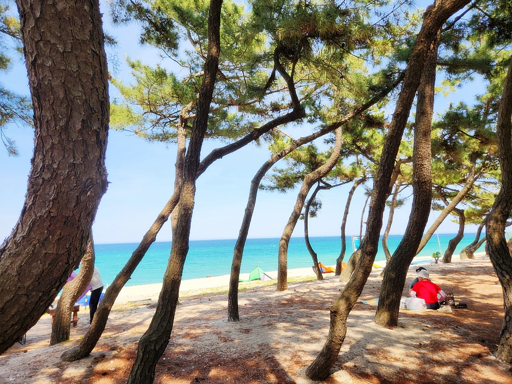 a group of people sitting under trees on a beach