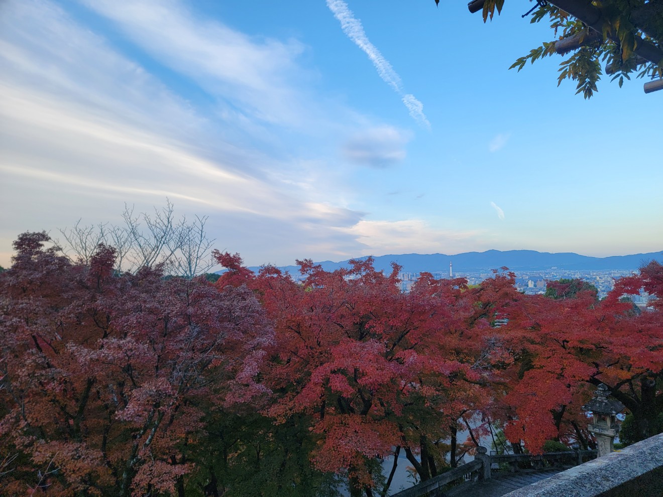 a group of trees with pink flowers