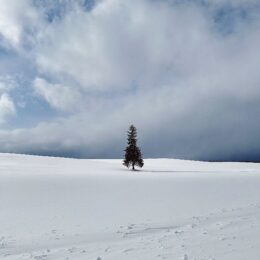 a tree in a snowy field