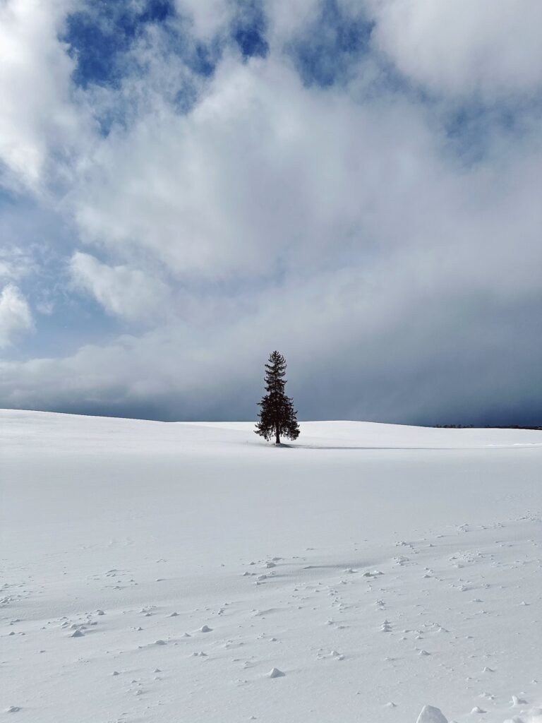 a tree in a snowy field