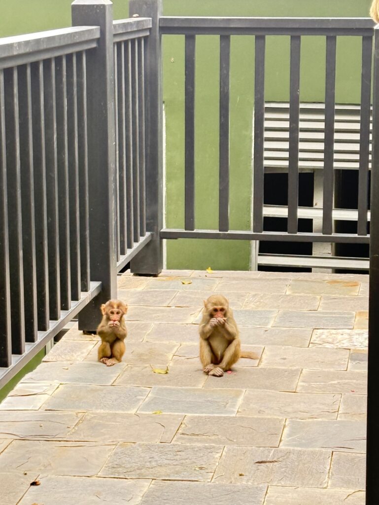 a couple of monkeys sitting on a sidewalk