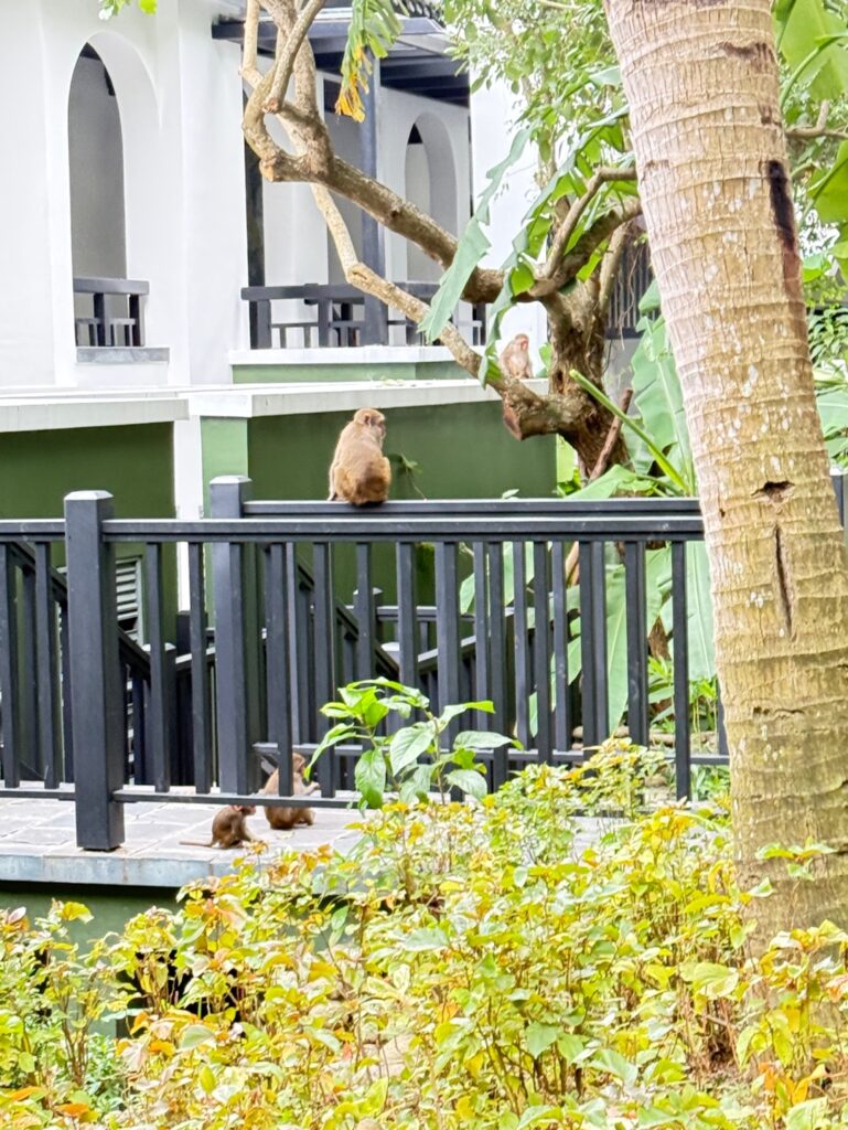 a group of monkeys sitting on a bench in front of a building