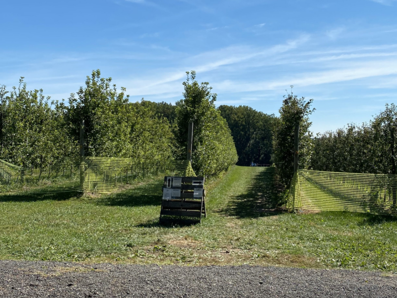 a fenced in yard with trees
