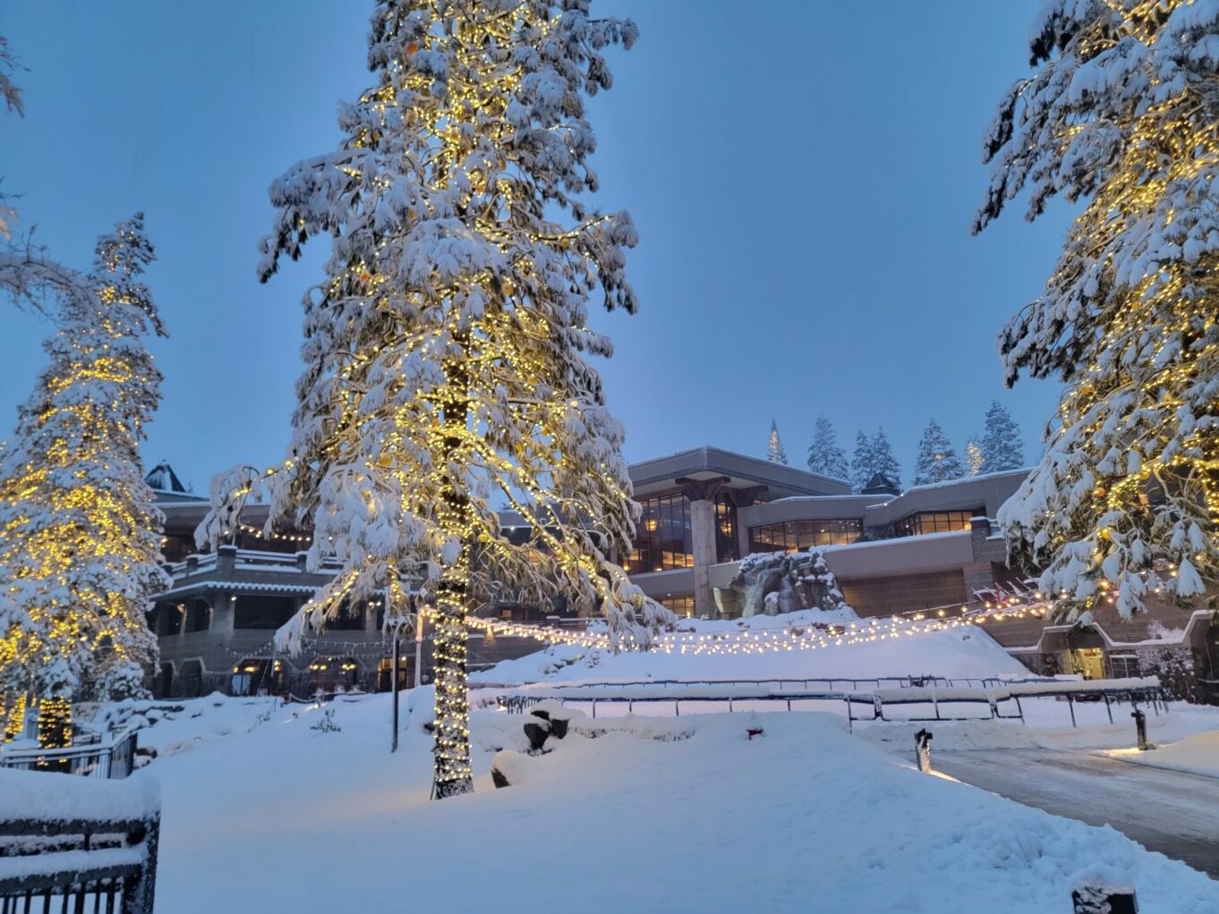 야외, 하늘, 겨울, 결빙의, 눈, 눈보라, 겨울 폭풍, 서리, 나무, 식물, 덮은, 구과식물