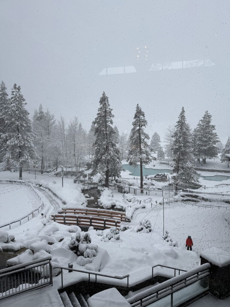 야외, 하늘, 겨울, 결빙의, 겨울 폭풍, 나무, 눈보라, 강수, 눈, 자연, 서리