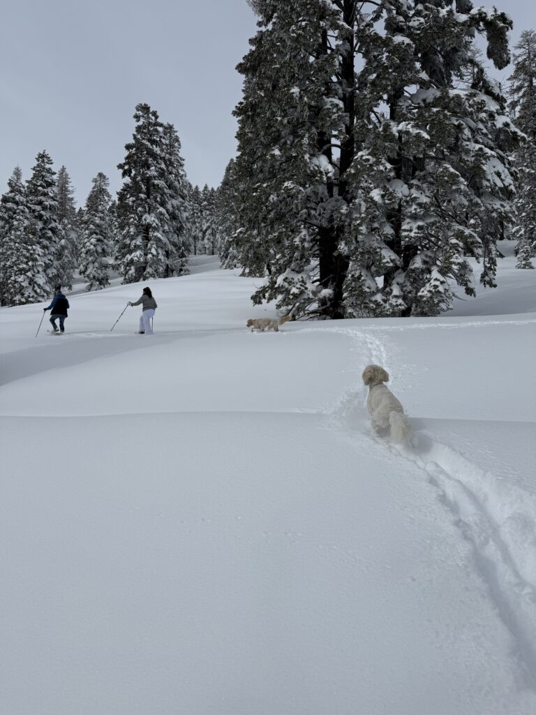 야외, 나무, 개, 눈, 겨울, 결빙의, 동물, 눈보라, 스노우보딩