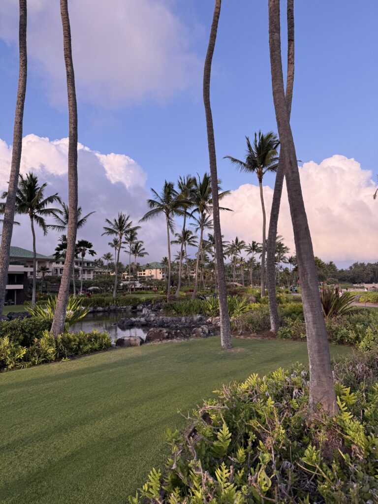 야외, 하늘, 구름, 식물, 잔디, 나무, 야자수, 야자과, 종려목, 경치, 공원, 자연, 들판, 휴가