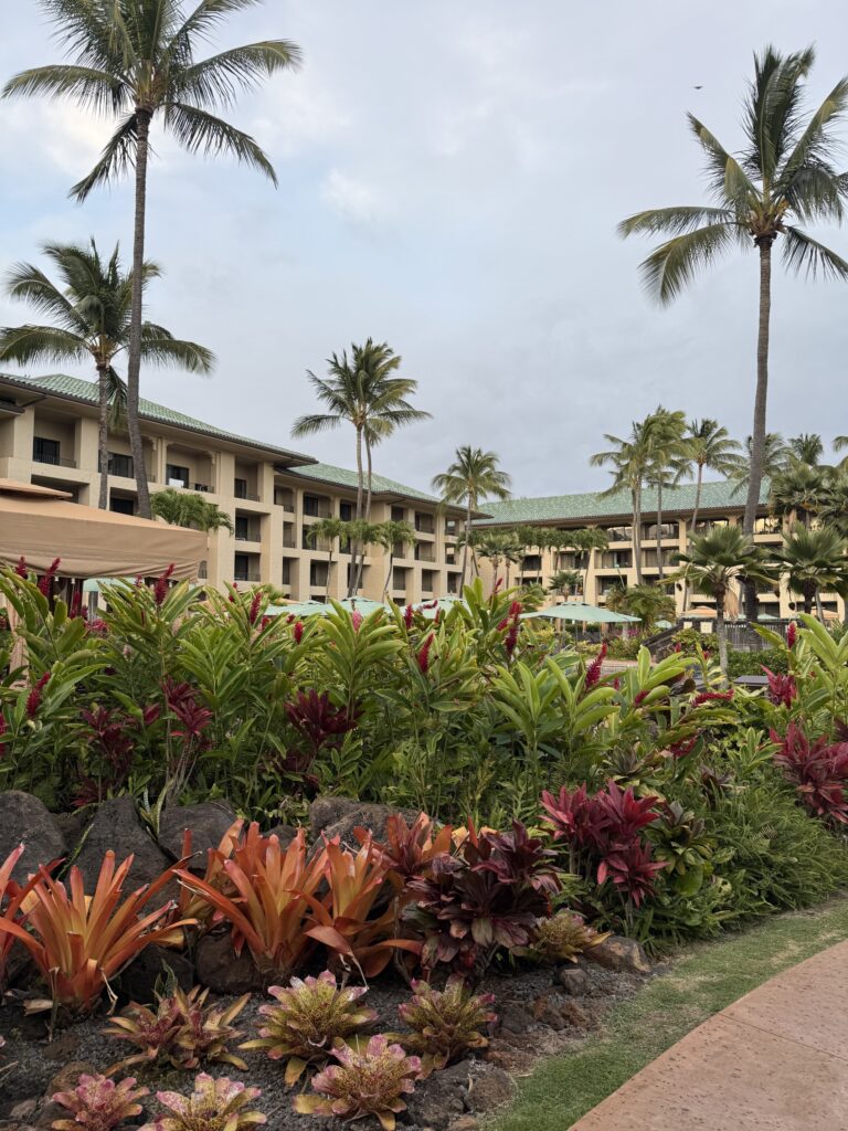 야외, 하늘, 야자수, 구름, 식물, 종려목, 야자과, 나무, 조경, 대추야자, 엘라에이스, 바바수종려나무, 식물원, 지상, 꽃, 정원