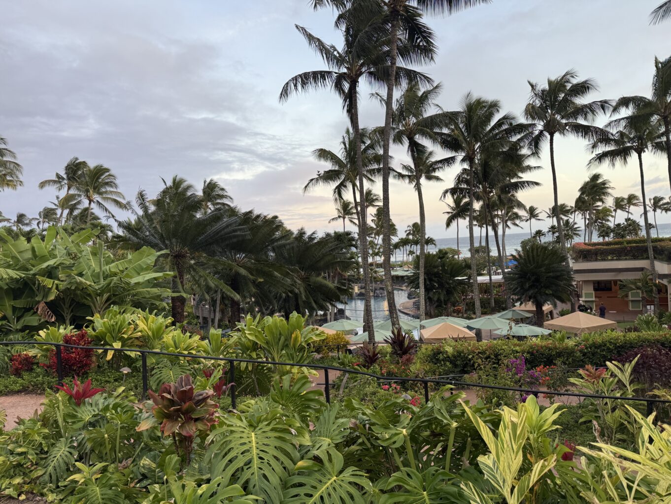 야외, 식물, 구름, 하늘, 야자수, 야자과, 나무, 종려목, 정원, 조경, 식물원, 꽃, 공원