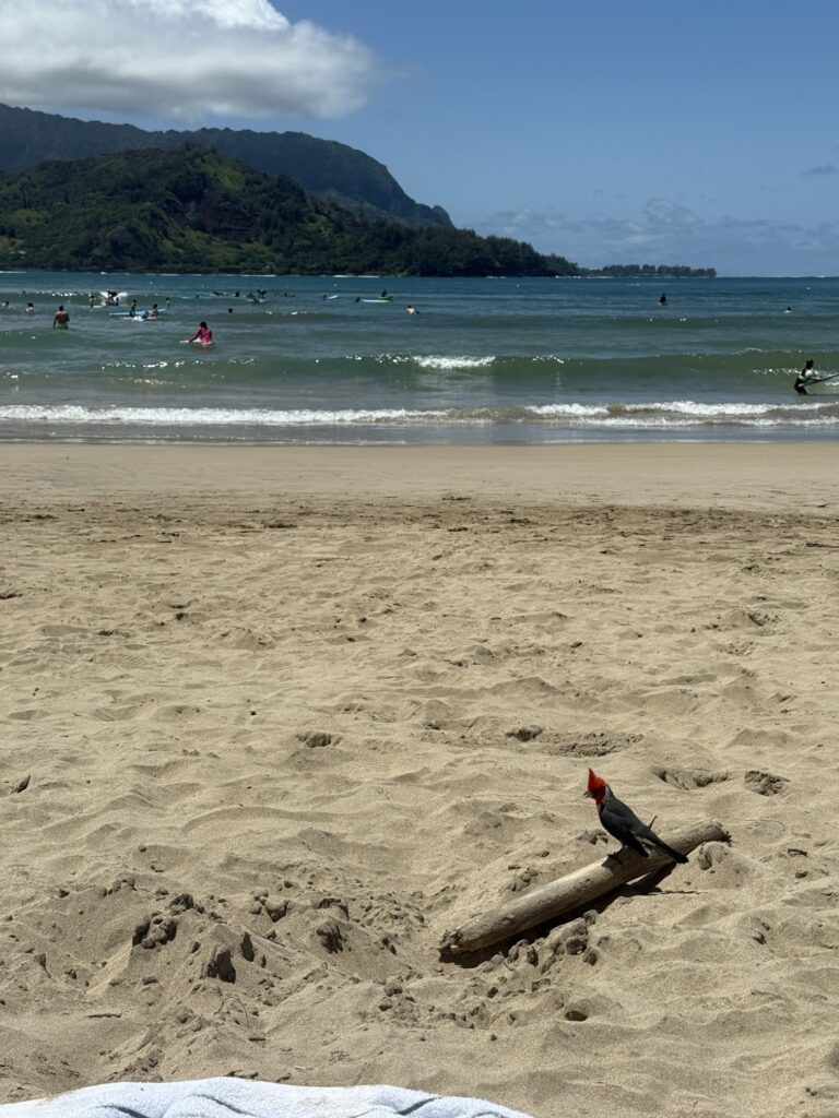 야외, 구름, 해변, 지상, 해안, 하늘, 자연, 연안, 해안 및 해양 지형, 물, 모래, 산, 경치