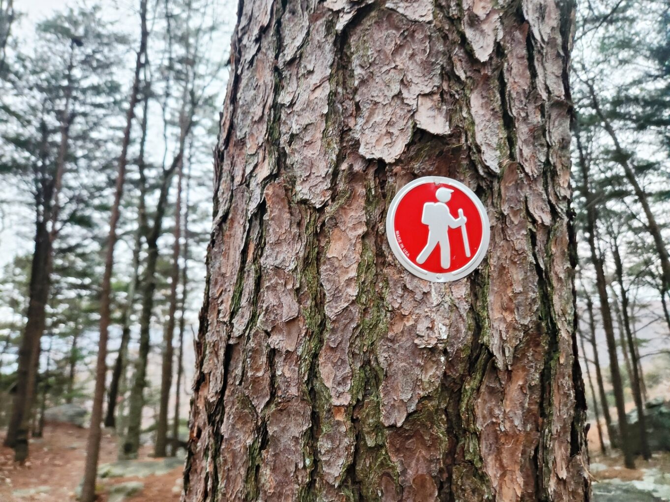 야외, 나무, 트렁크, 표지판, 식물, 레드, 구과식물, 우드, 숲, 정지