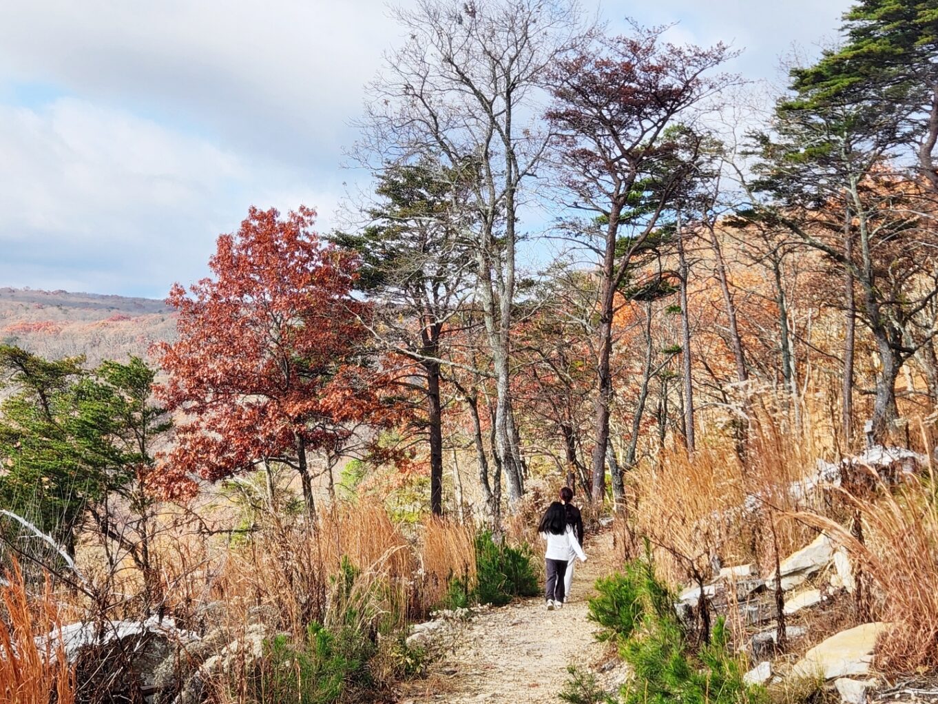 야외, 하늘, 가을, 식물, 나무, 구름, 산, 자연, 경치, 낙엽성, 잔디, 구과식물