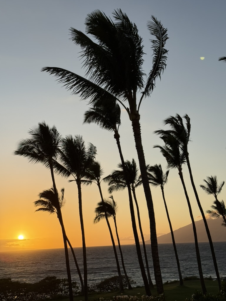 식물, 야외, 나무, 야자과, 야자수, 종려목, 하늘, 바바수종려나무, 열대, 복숭아야자, 대추야자, 해변, 물, 엘라에이스, 대왕야자속, 데저트 팜, 다라수, 아메리카 팔메토, 일몰, 자연, 태양, 대양, 해돋이