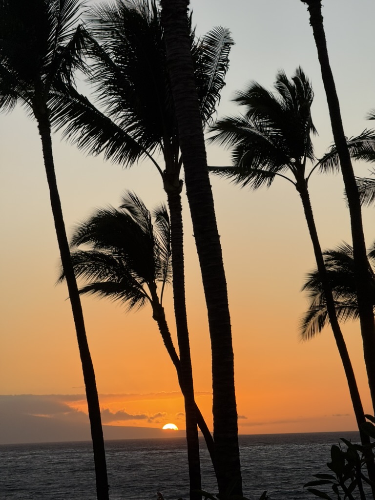 나무, 식물, 하늘, 야외, 야자과, 야자수, 종려목, 열대, 바바수종려나무, 복숭아야자, 물, 대추야자, 대왕야자속, 엘라에이스, 해변, 데저트 팜, 아메리카 팔메토, 다라수, 고요한, 팜 브랜치, 일몰, 대양, 해돋이