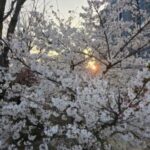 엘에이윤